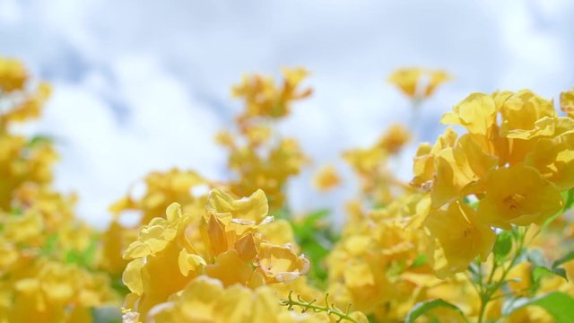 Yellow Elder Flower,Yellow elder, Trumpetbush, Trumpetflower, Yellow trumpet-flower, Yellow trumpetbush, tecoma stans Tropical areas of southern Thailand.