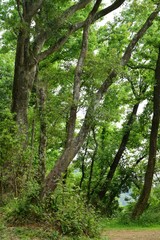 Fototapeta na wymiar View Of Trees In Forest.