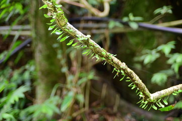 Close-Up of Branch Covered with Lemmaphyllum Microphyllum.