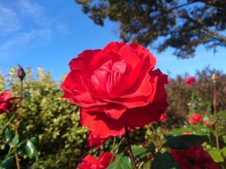 Fototapeta na wymiar 赤いバラ
