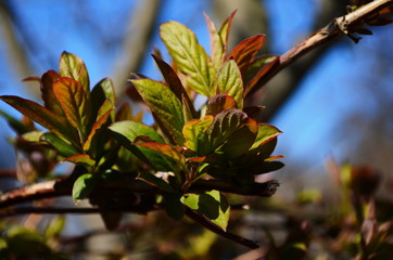 Unblown honeysuckle buds on the branches of a shrub in the garden in early spring. Shallow depth of...