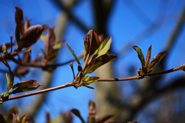 Unblown honeysuckle buds on the branches of a shrub in the garden in early spring. Shallow depth of field. Beautiful branches of honeysuckle.