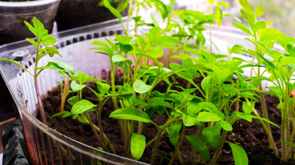 Gardening. Growing tomato seedlings from seeds at home, for further planting in the garden. Agriculture, agribusiness, ecology, environmentally friendly products, growing vegetables. Selective focus.
