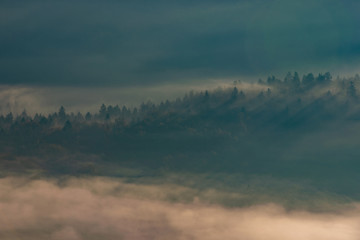 fog through the trees at sunrise