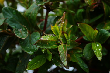 Unblown honeysuckle buds on the branches of a shrub in the garden in early spring. Shallow depth of field. Beautiful branches of honeysuckle.