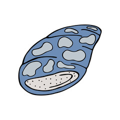 Hand drawn colorful sea shell isolated on a white background. Doodle, simple outline illustration. It can be used for decoration of textile, paper and other surfaces.