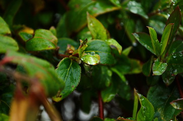 Unblown honeysuckle buds on the branches of a shrub in the garden in early spring. Shallow depth of field. Beautiful branches of honeysuckle.