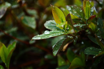 Unblown honeysuckle buds on the branches of a shrub in the garden in early spring. Shallow depth of field. Beautiful branches of honeysuckle.
