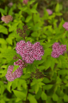 Flowers. Blurred background of flowers. Bright red spiraea flowers on a sunny day in the garden. Close-up, blur, cropped shot, free space, vertical. Floriculture concept.