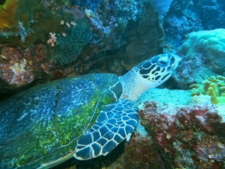 Fototapeta na wymiar The amazing and mysterious underwater world of Indonesia, North Sulawesi, Manado, sea turtle