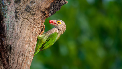 Lineated barbet