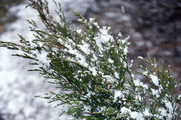 Got wet snow on a green needle branch of pine needles in spring