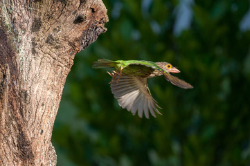Lineated barbet © Balasubramaniyan