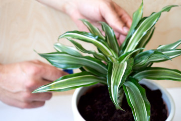 Stay home and gardening. Replanting dracaena flower in indoor garden. Potted green plants at home, urban jungle. Floral decor.