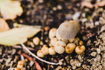 close-up of toadstool mushrooms outdoor in sunny backyard