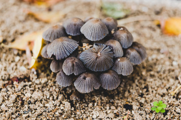 Obraz na płótnie Canvas close-up of toadstool mushrooms outdoor in sunny backyard