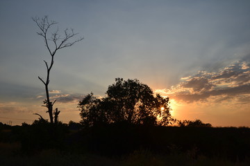 silhouette of dead and living tree in the field in background under sunset sky