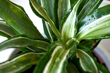 Obraz premium Stay home and gardening. Close up of green fresh dracaena Malaika flowers on white background with water drops from irrigation. Urban jungle interior concept.