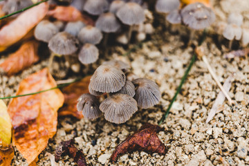 close-up of toadstool mushrooms outdoor in sunny backyard