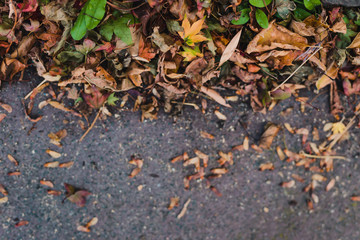 edge of fallen autumn leaves of multiple shapes and color on concrete background with copy space and focus on the leaves