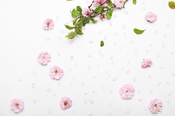 Beautiful blossoming branch and petals on white background