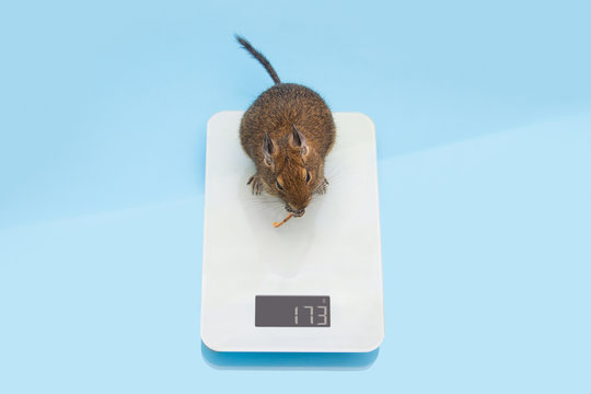 Pet on libra. Weight is one of indicators rodent health. Degu's diet