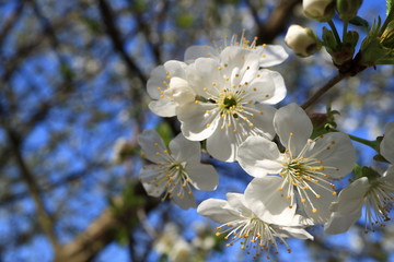 Image of a blooming apple tree.