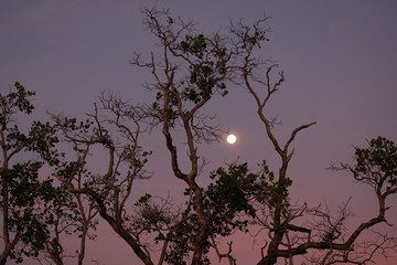 mak island, trat province, thailand at the night