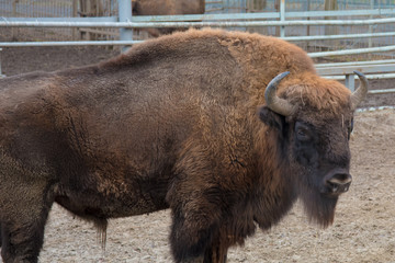 A powerful European bison surveys its territory.