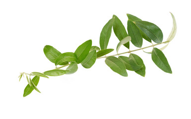 Twig of olive tree. Olive branch with green leaves isolated on white background.  