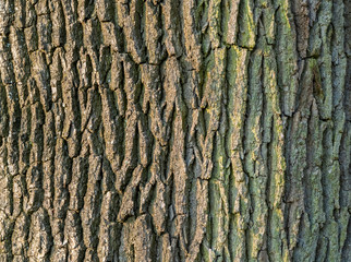 bark closeup