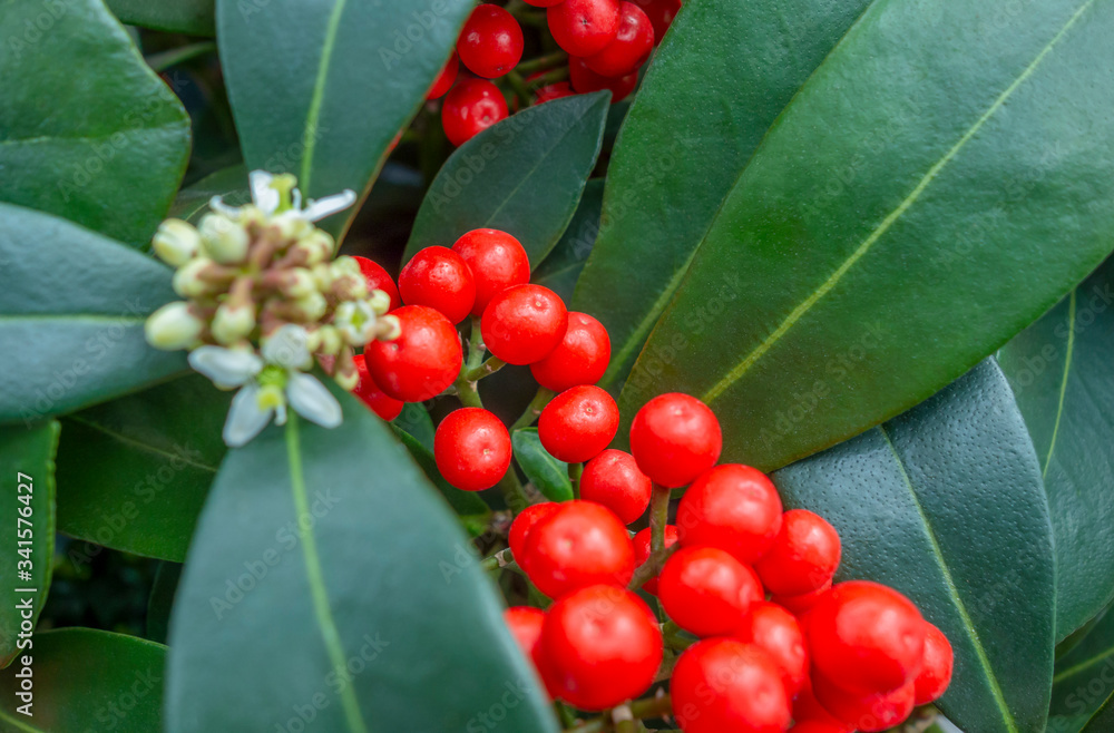 Wall mural holly berries and leaves