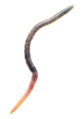 Fototapeta premium Earthworm on a white background.