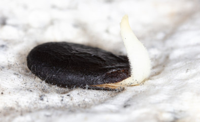 Watermelon seed germinates for planting in the ground.