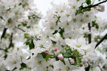 Tsuching apple orchard spring white flowers red flowers