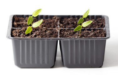 Tomatoes for seedlings on a white