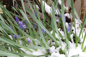 14 298 Flower Pitiful Plant Wall Murals Canvas Prints Stickers Wallsheaven