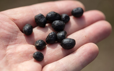 Lamb excrement in a man’s hand.