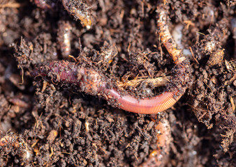 Earthworms in the ground with manure.