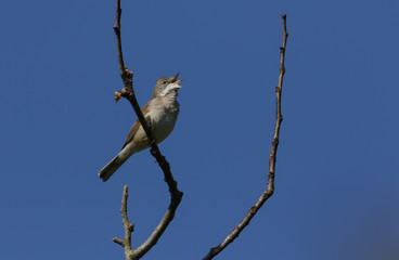 A beautiful singing male Whitethroat, Sylvia communis, perched on a branch of a tree in spring.