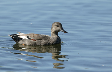 A male Gadwall Duck, Anas strepera, swimming on a lake in spring.