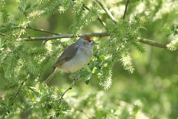 A pretty female Blackcap, Sylvia atricapilla, perching on a branch of a Willow tree in spring. It has just arrived back in the UK, and is looking for somewhere to nest.