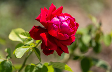 Beautiful red rose in the park