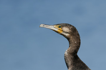 A head shot of a magnificent Cormorant, Phalacrocorax carbo, sitting on the bank of a river in the UK.