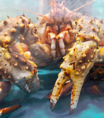 A large crab swims in an aquarium