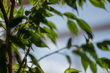 Green ficus leaves against the sky, macro, bokeh