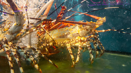 Big lobster swims in an aquarium