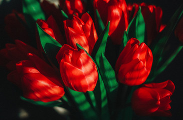 The tulip is a true symbol of spring and eternal youth