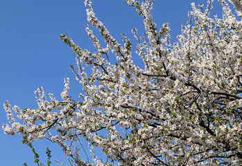 Flowers of the apple tree in spring time