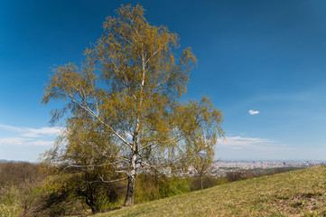 A flowering birch on a sunny day in spring
